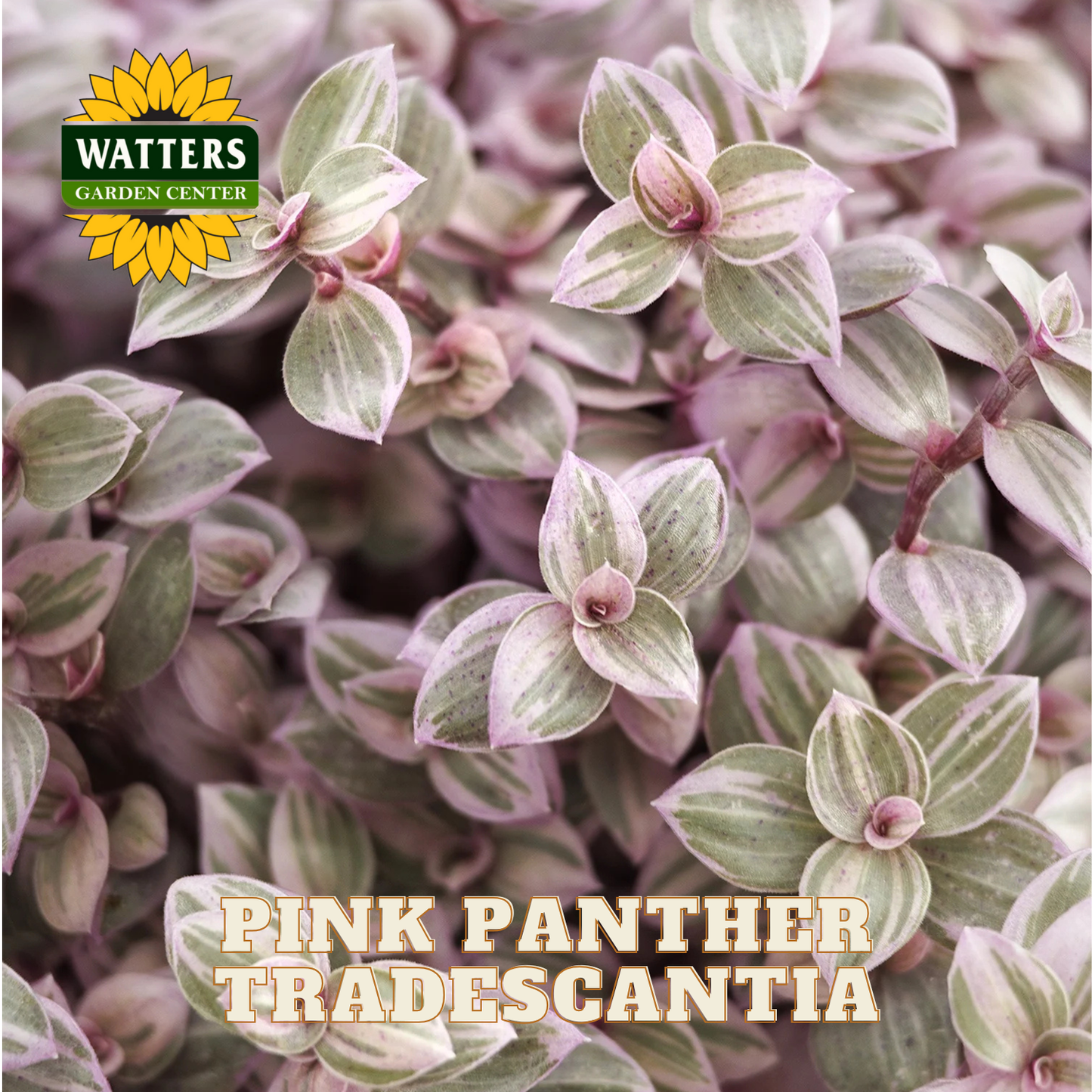 Pink Panther Tradescantia plant with Watters Garden Center logo