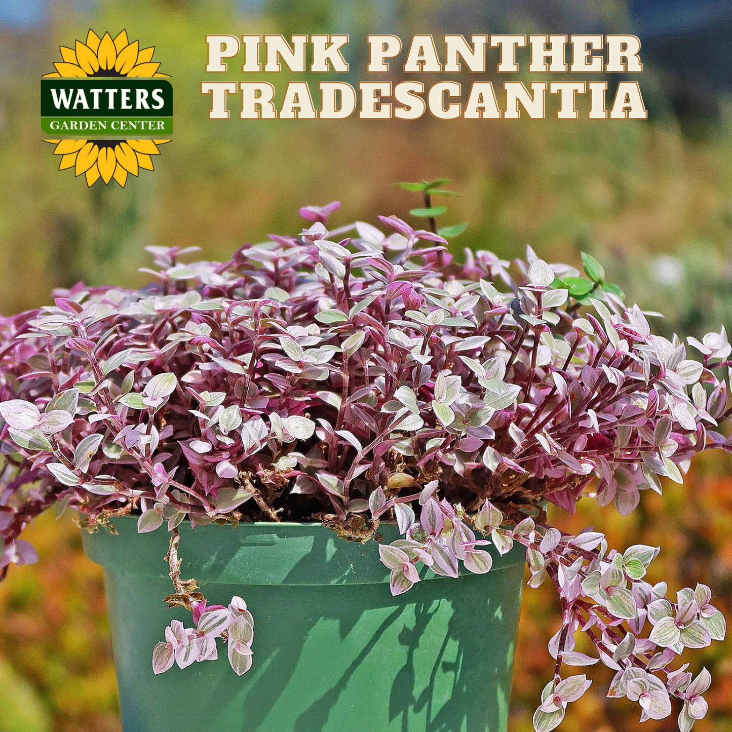 Potted plant of Pink Panther Tradescantia with Watters Garden Center logo.