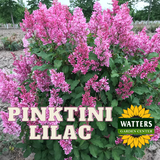 PINKTINI LILAC 3gal