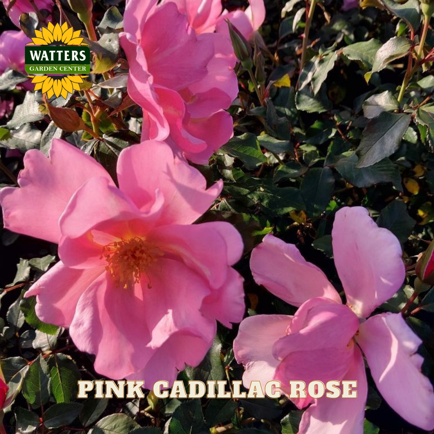 Pink Cadillac Rose with Watters Garden Center logo