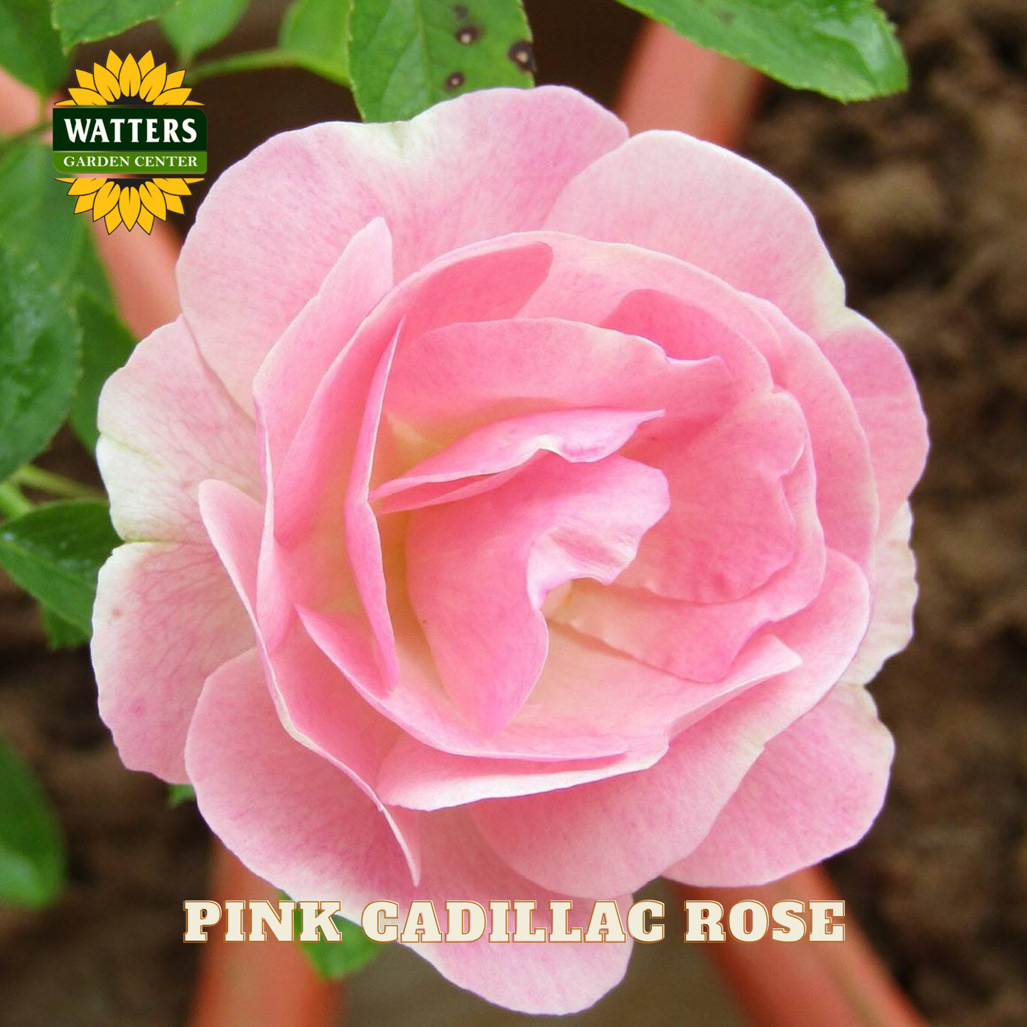 Pink Cadillac rose with Watters Garden Center logo in the corner