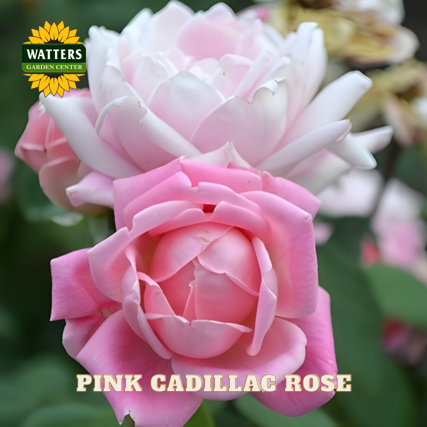 Pink Cadillac Rose with Watters Garden Center logo