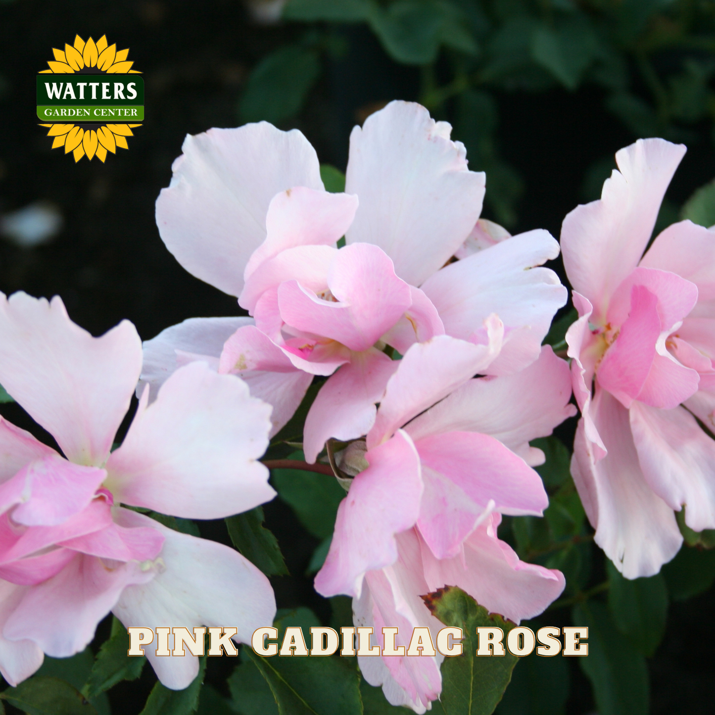Pink Cadillac Rose flowers with Watters Garden Center logo