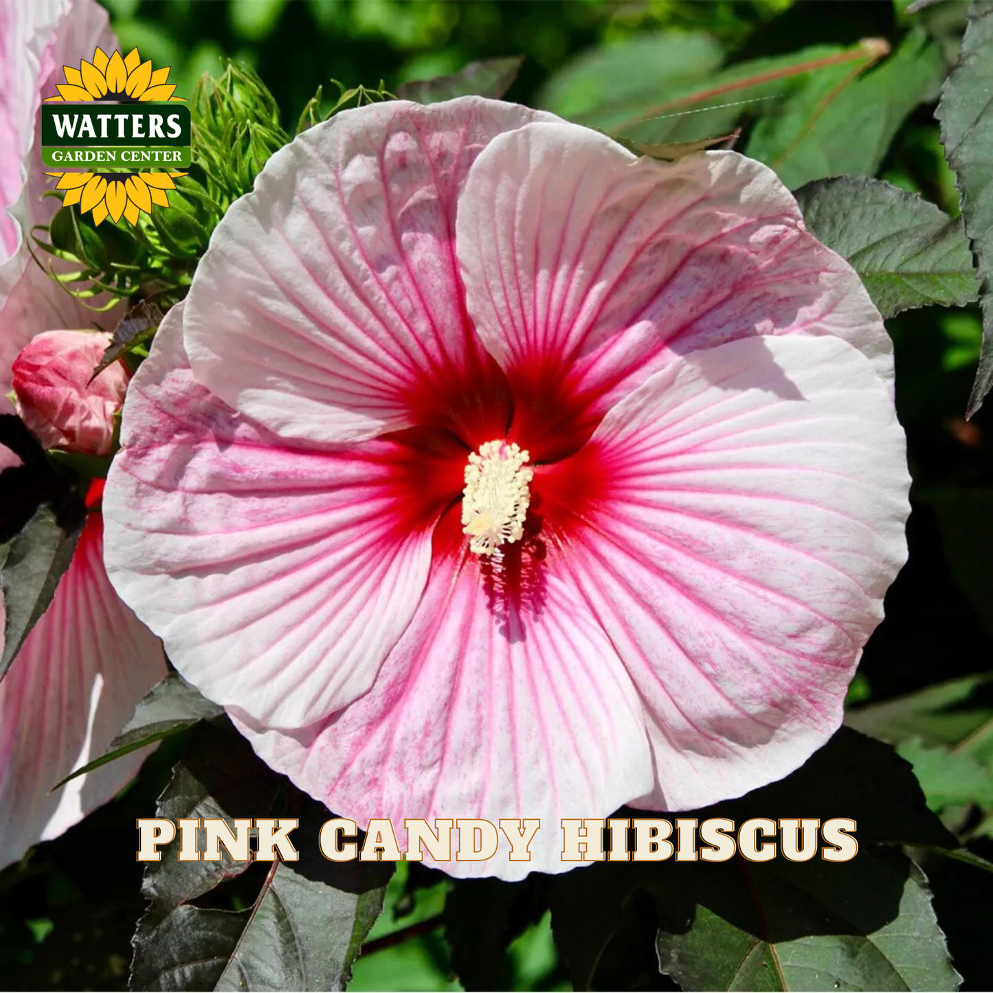 A close-up of a pink candy hibiscus flower with white and pink petals, a deep pink center, and a yellow stamen cluster, set against green foliage. The Watters Garden Center logo is in the top-left corner, and the text 'PINK CANDY HIBISCUS' is at the bottom.