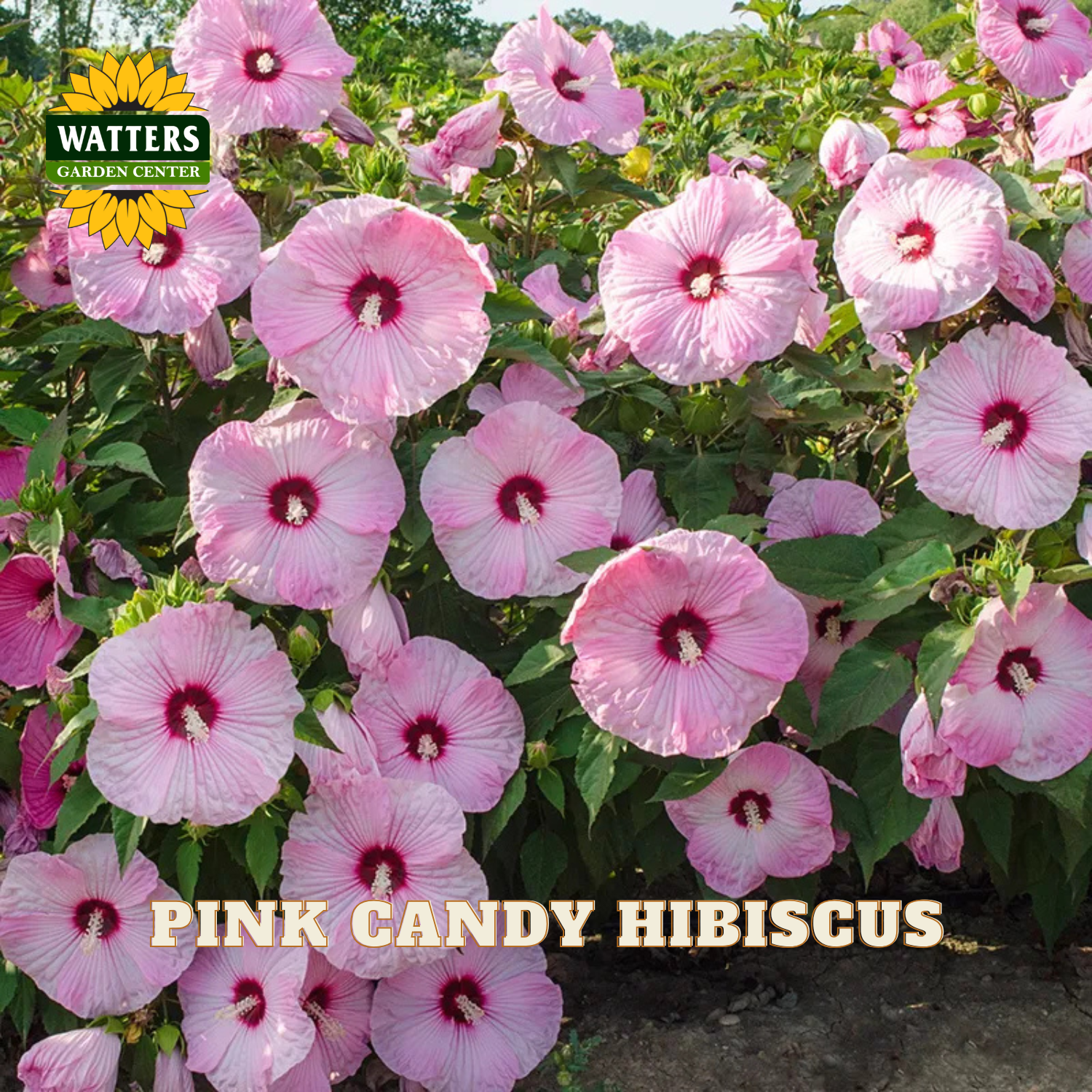 Pink candy hibiscus flowers blooming in a garden, with green leaves and a Watters Garden Center logo in the top left corner and the text 'PINK CANDY HIBISCUS' at the bottom.