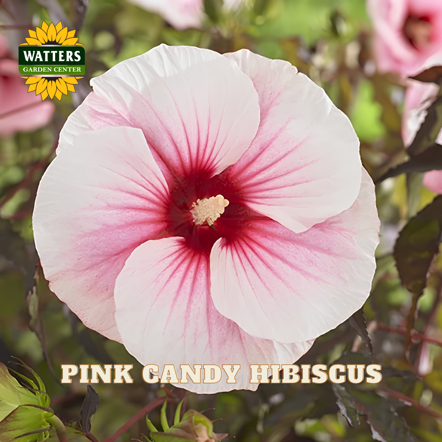 A close-up of a pink and white hibiscus flower with the text 'PINK CANDY HIBISCUS' and a 'WATTERS GARDEN CENTER' logo. The background shows blurred green foliage and more flowers.