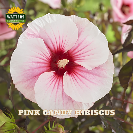 A close-up of a pink and white hibiscus flower with the text 'PINK CANDY HIBISCUS' and a 'WATTERS GARDEN CENTER' logo. The background shows blurred green foliage and more flowers.