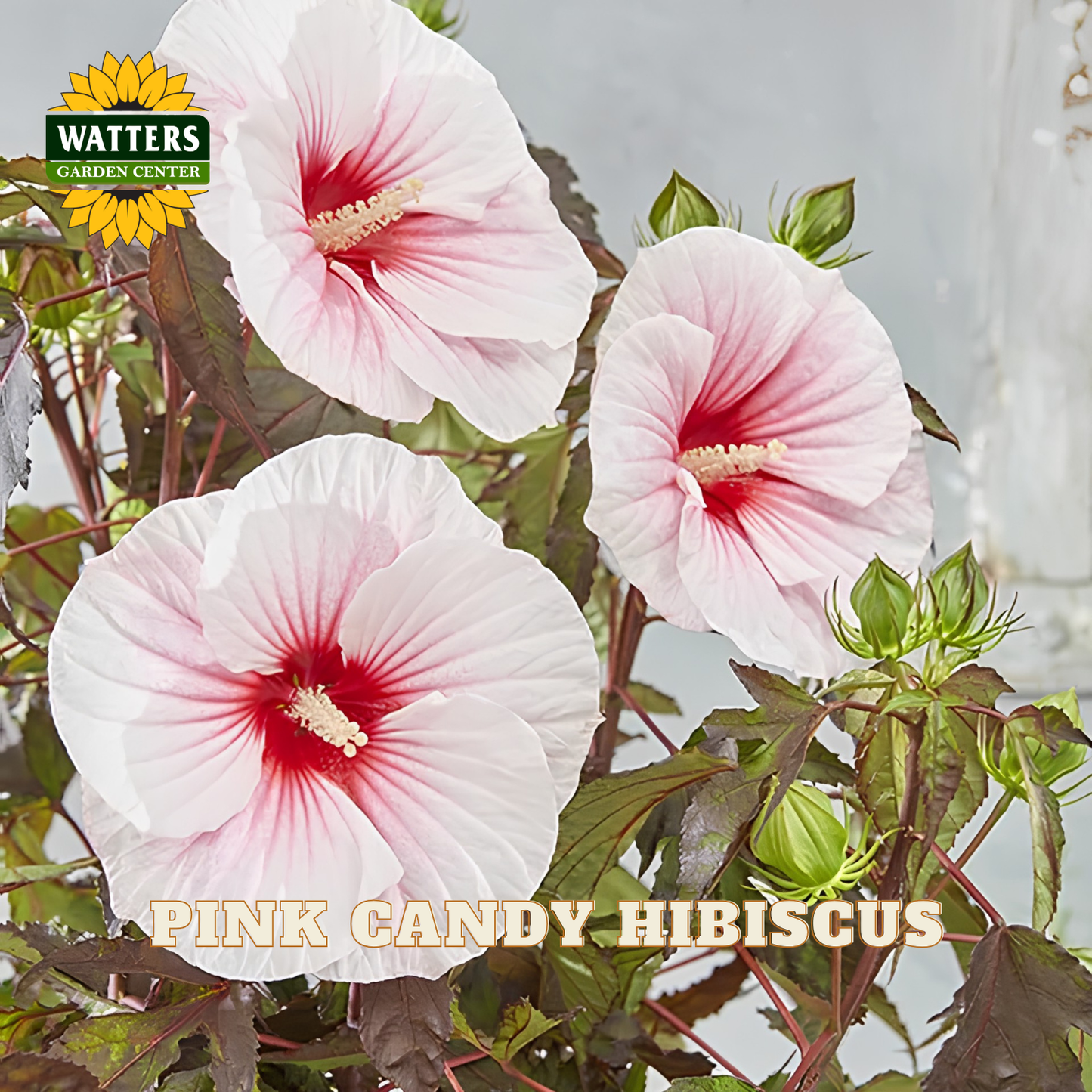 Three large pink-and-white hibiscus flowers with green leaves and buds on a plant, with the text 'PINK CANDY HIBISCUS' and a Watters Garden Center logo.