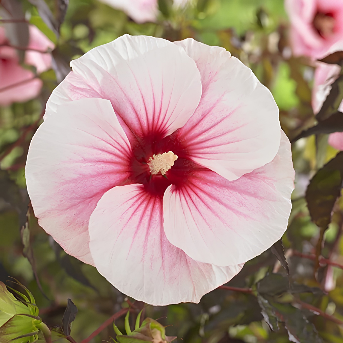 A close-up of a pink and white hibiscus flower with dark leaves in the background.