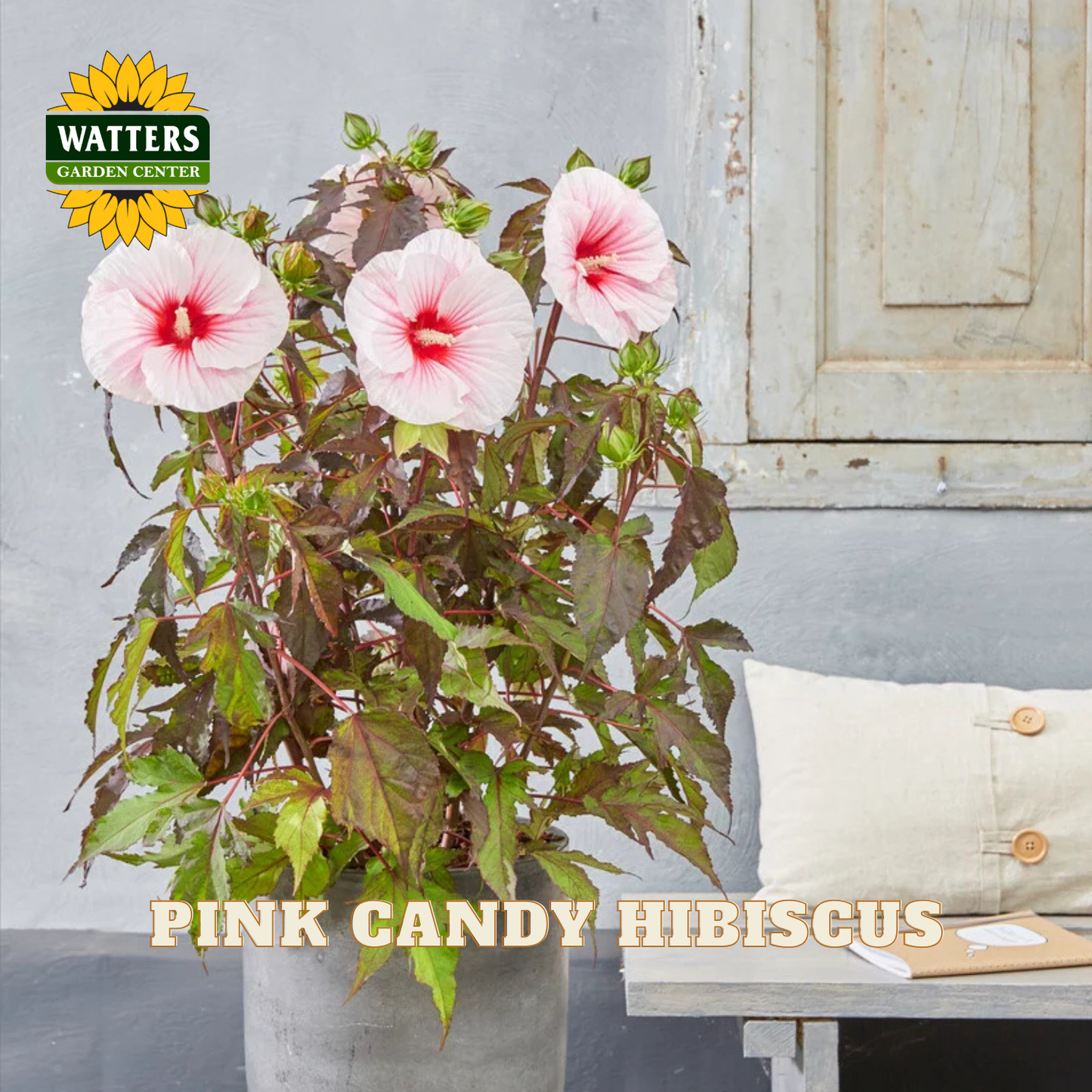 A potted Pink Candy Hibiscus plant with three blooming pink flowers and greenish-purple leaves, shown in a gray pot on a rustic bench against a gray wall. The Watters Garden Center logo is in the top left, and 'PINK CANDY HIBISCUS' is written at the bottom.