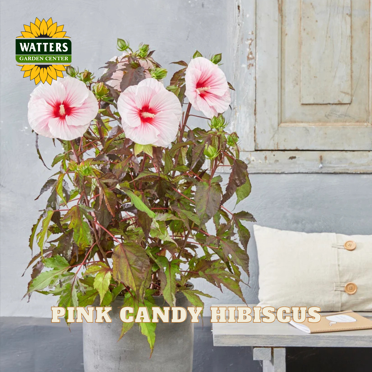 A potted Pink Candy Hibiscus plant with three blooming pink flowers and greenish-purple leaves, shown in a gray pot on a rustic bench against a gray wall. The Watters Garden Center logo is in the top left, and 'PINK CANDY HIBISCUS' is written at the bottom.