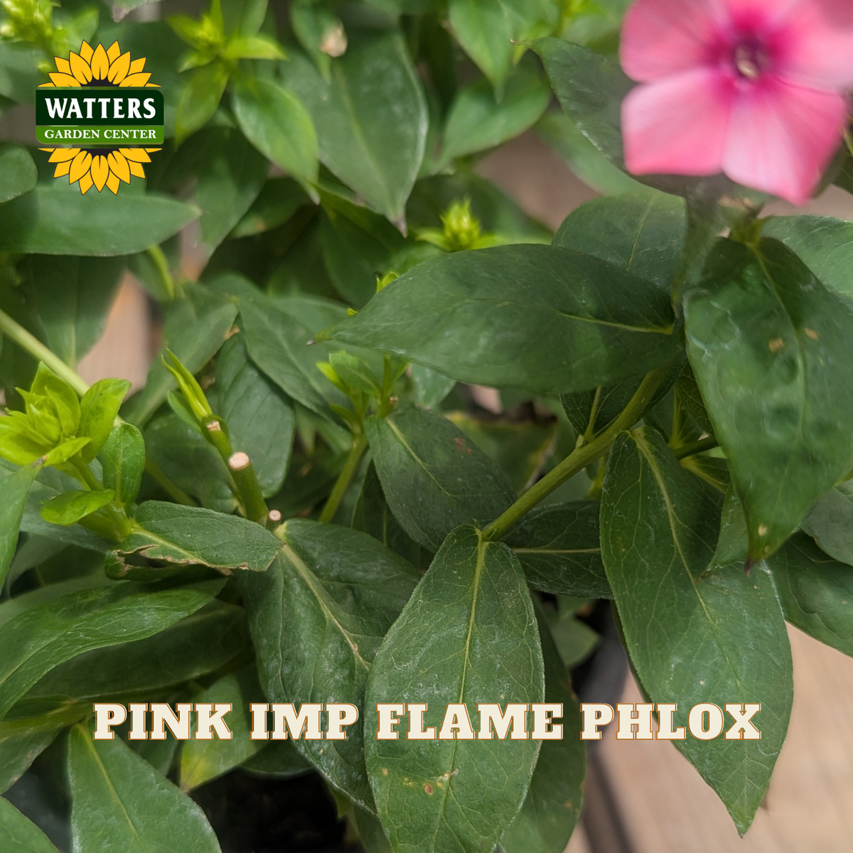 Close-up of a pink imp flame phlox plant with green leaves and a pink flower, featuring the Watters Gardens Center logo and 'PINK IMP FLAME PHLOX' text overlay.
