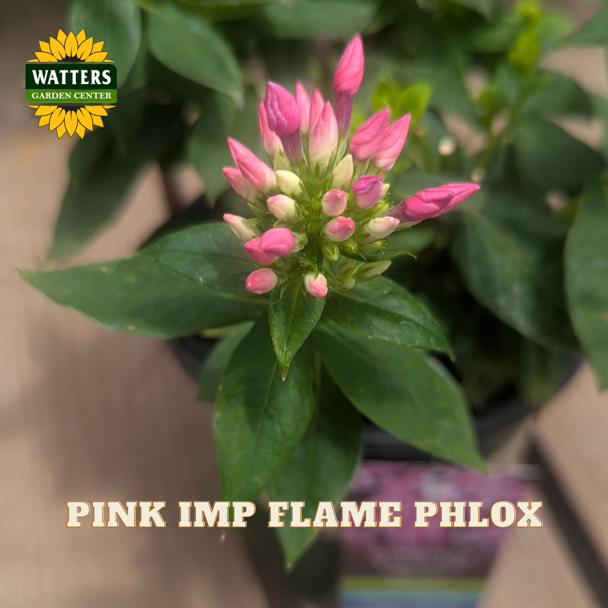 A close-up of a pink imp flame phlox plant with bright pink flower buds and green leaves, shown in a pot. The Watters Gardens Center logo is in the top-left corner, and the text 'PINK IMP FLAME PHLOX' is at the bottom.