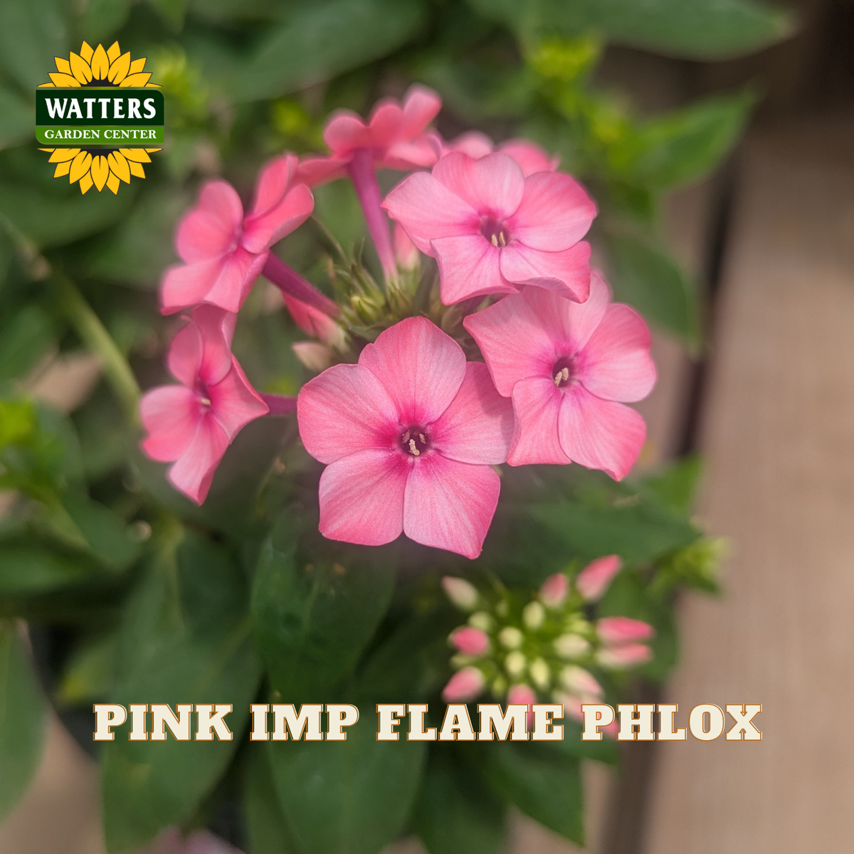 Pink Imp Flame Phlox flowers in full bloom with green foliage, featuring a Watters Gardens Center logo in the top left and text overlay reading 'PINK IMP FLAME PHLOX' at the bottom.