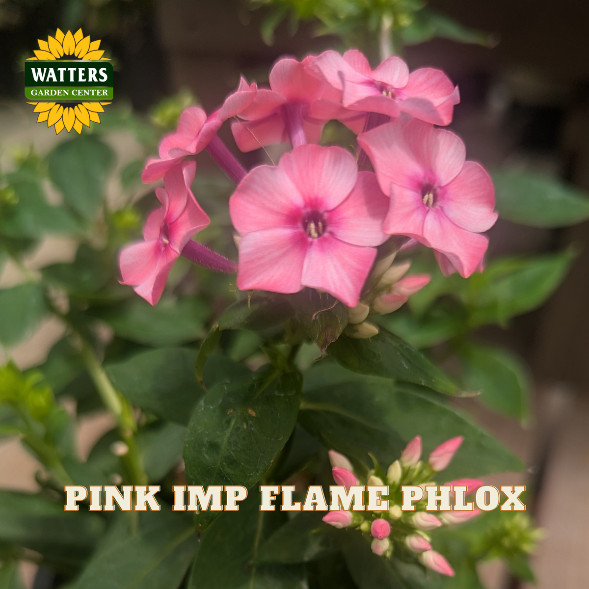 Pink Imp Flame Phlox flowers in full bloom with green foliage, featuring a Watters Garden Center logo and 'PINK IMP FLAME PHLOX' text overlay.