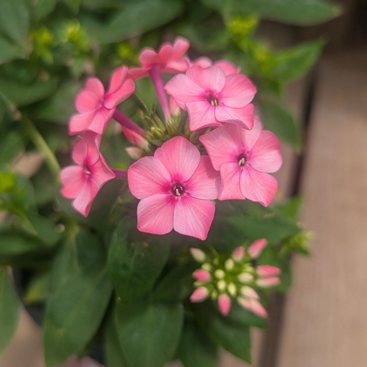 Pink phlox flowers with green leaves in a close-up shot, with some buds visible, set against a soft blurred background.