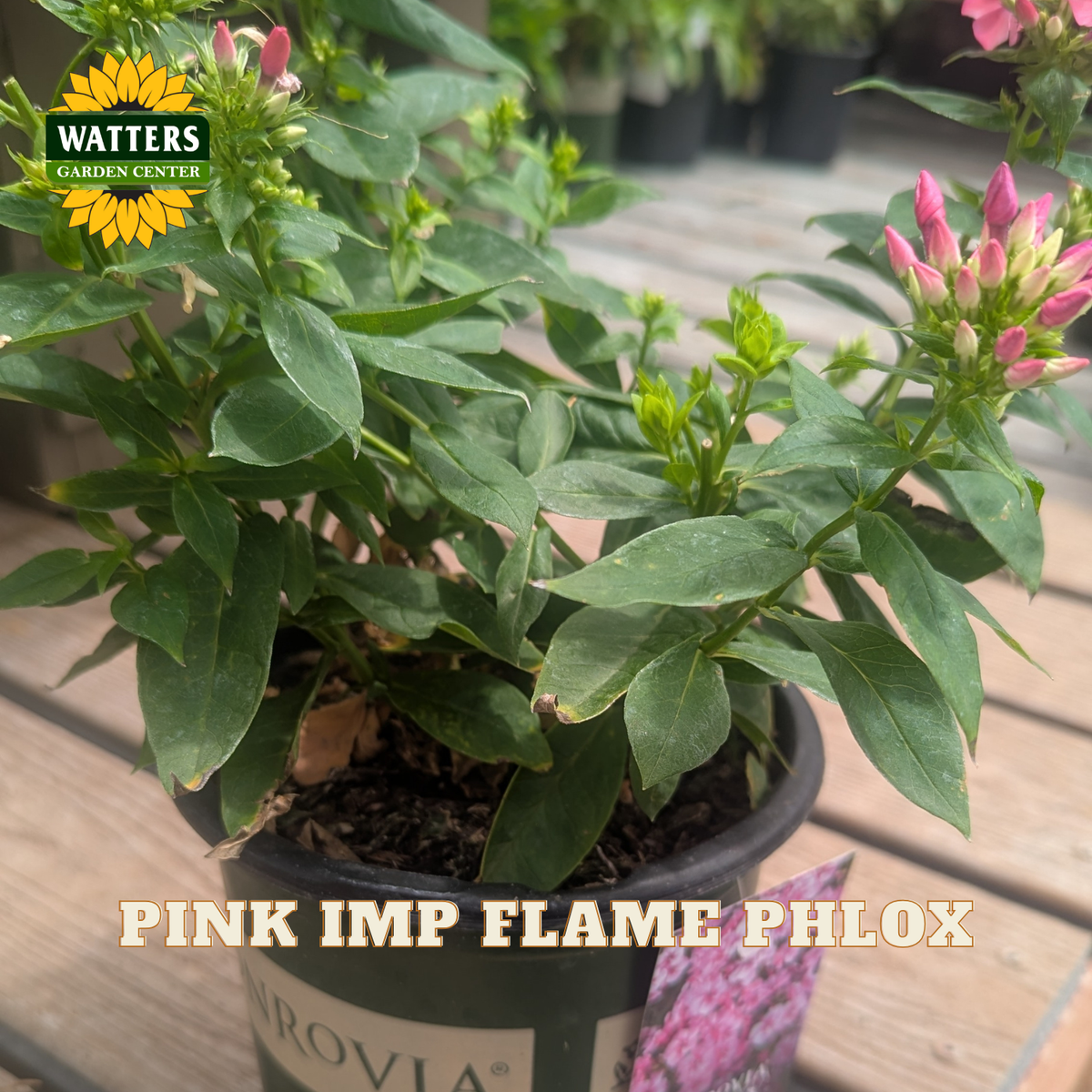 A potted Pink Imp Flame Phlox plant with green leaves and pink flower buds, shown in a black nursery pot on a wooden deck. The Watters Gardens Center logo is visible in the top left, and 'PINK IMP FLAME PHLOX' is written at the bottom.