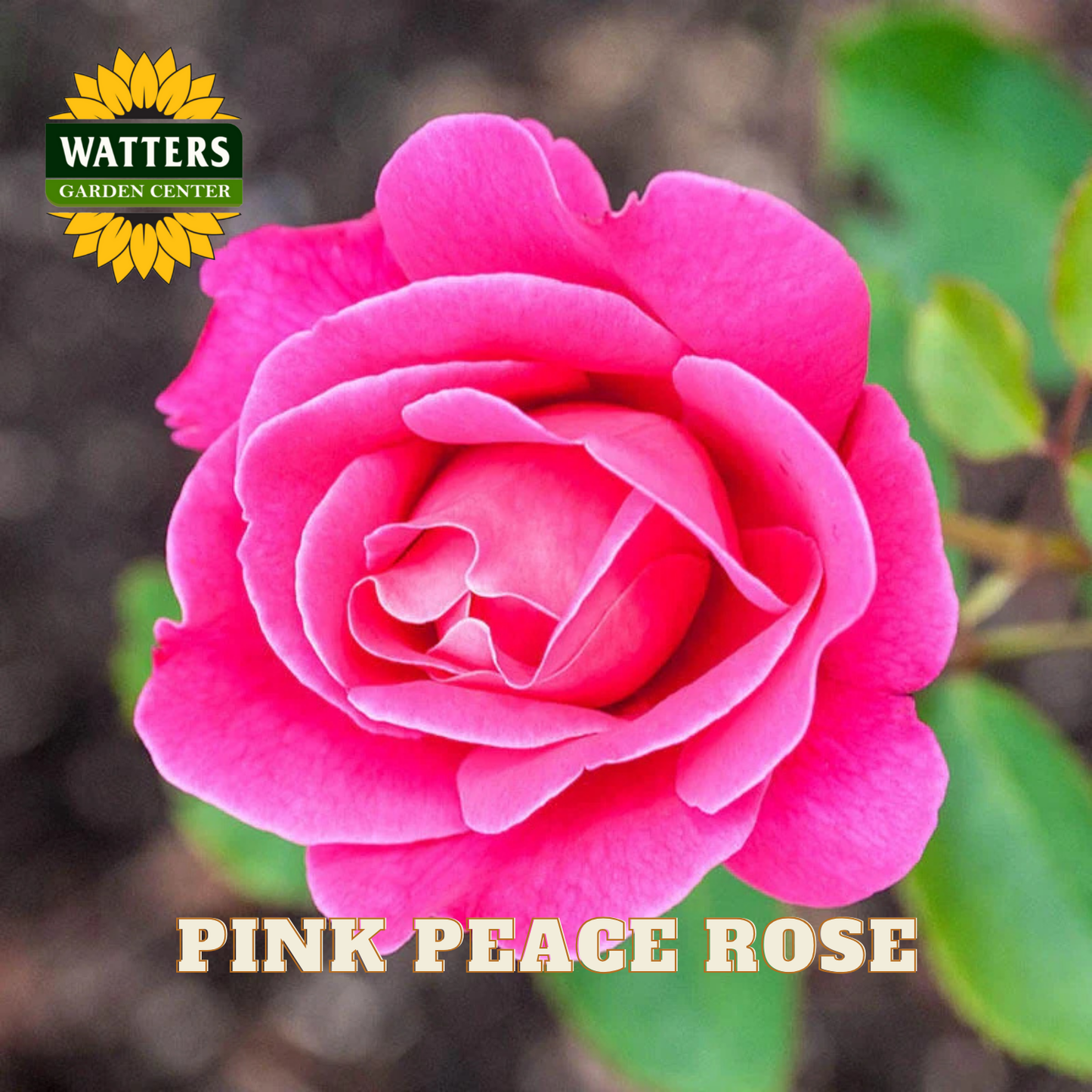 Pink peace rose with Watters Garden Center logo in the corner