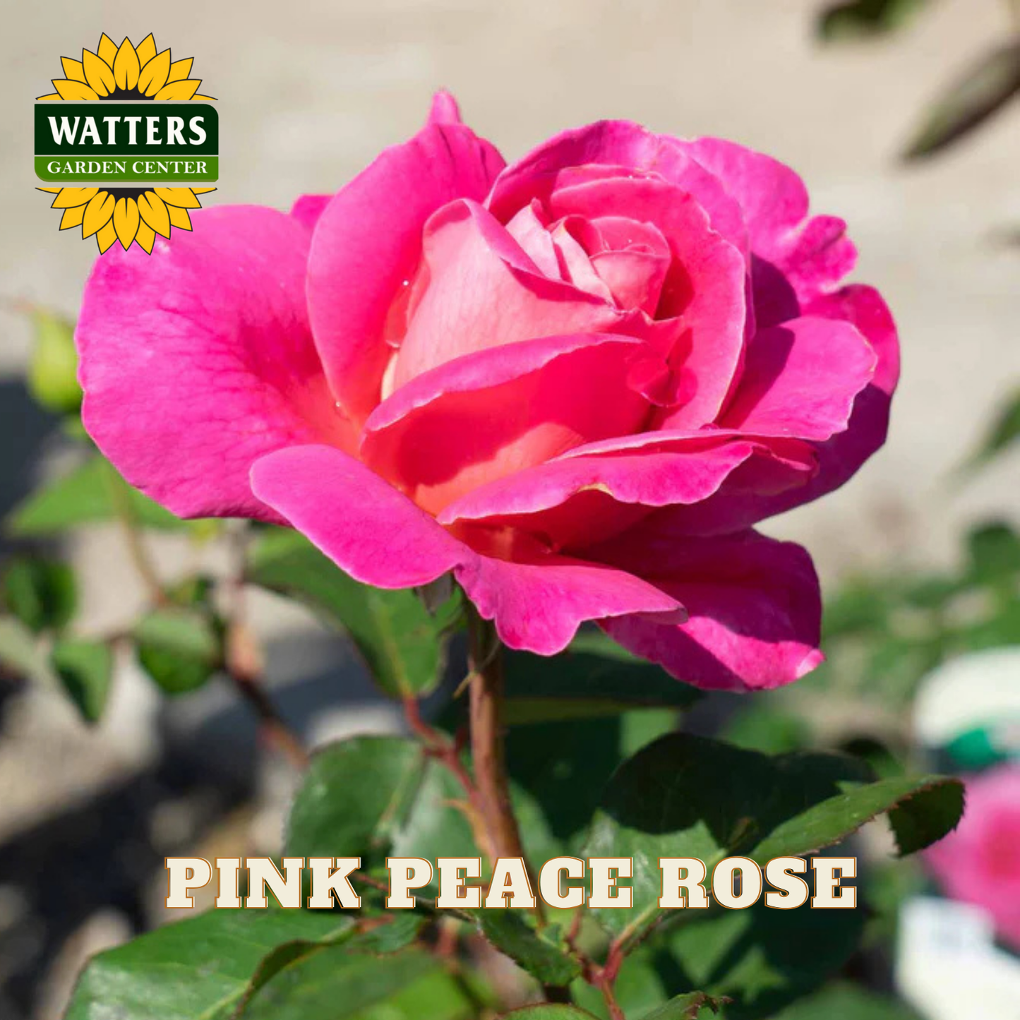 Pink peace rose with Watters Garden Center logo in the corner