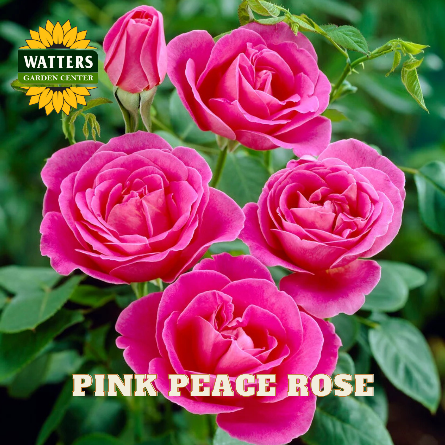 Pink peace roses with Watters Garden Center logo in the corner
