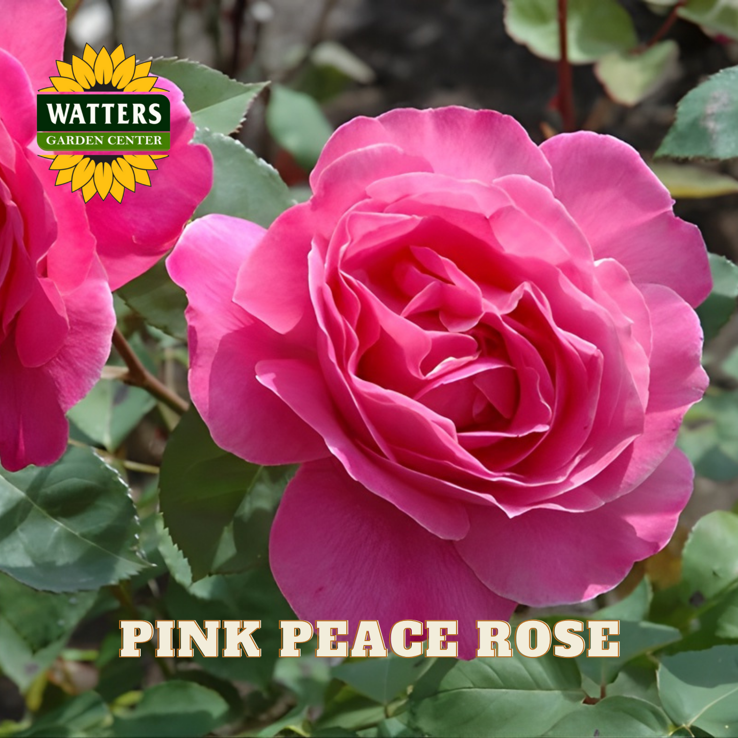 Pink peace rose with Watters Garden Center logo in the corner