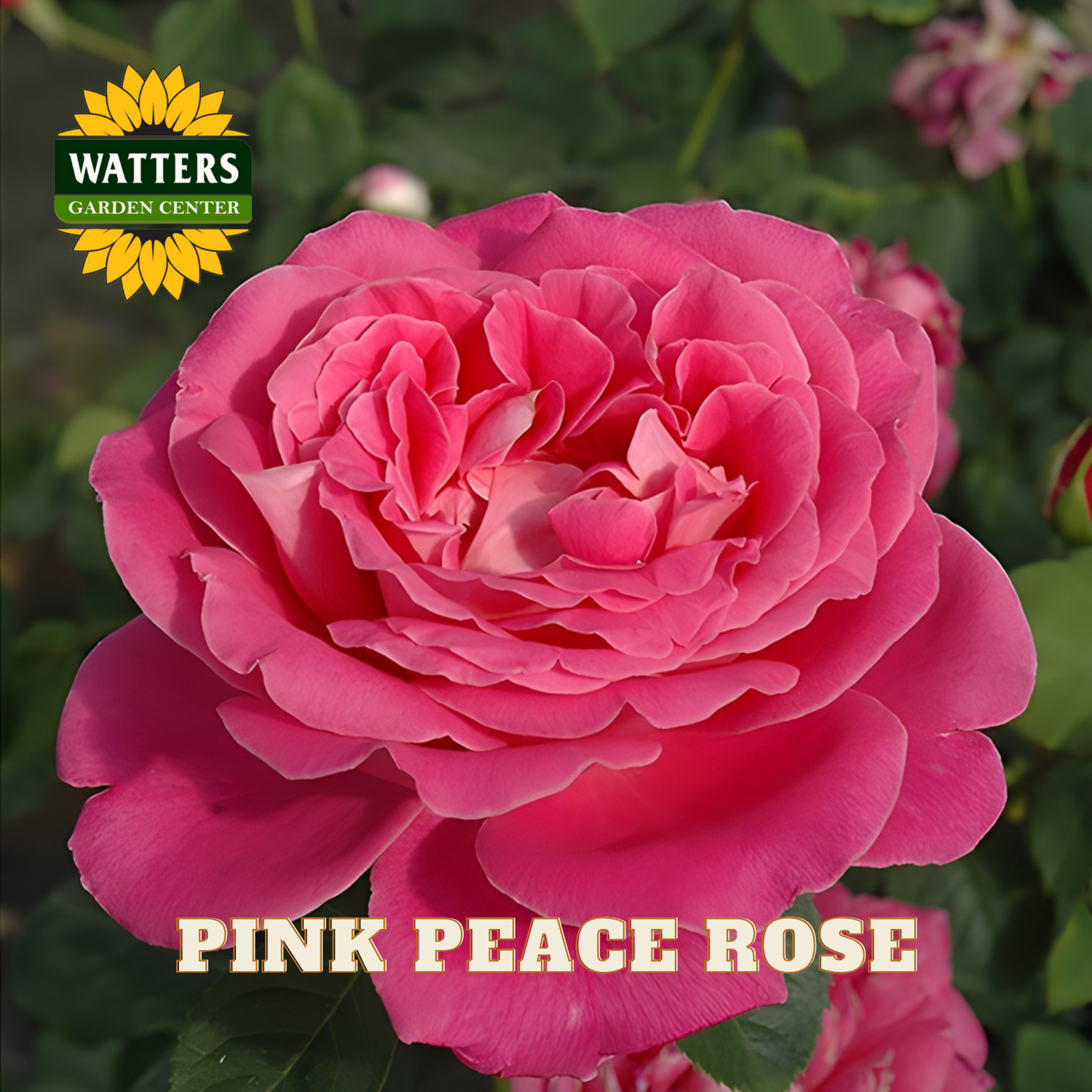 Pink peace rose with Watters Garden Center logo in the corner