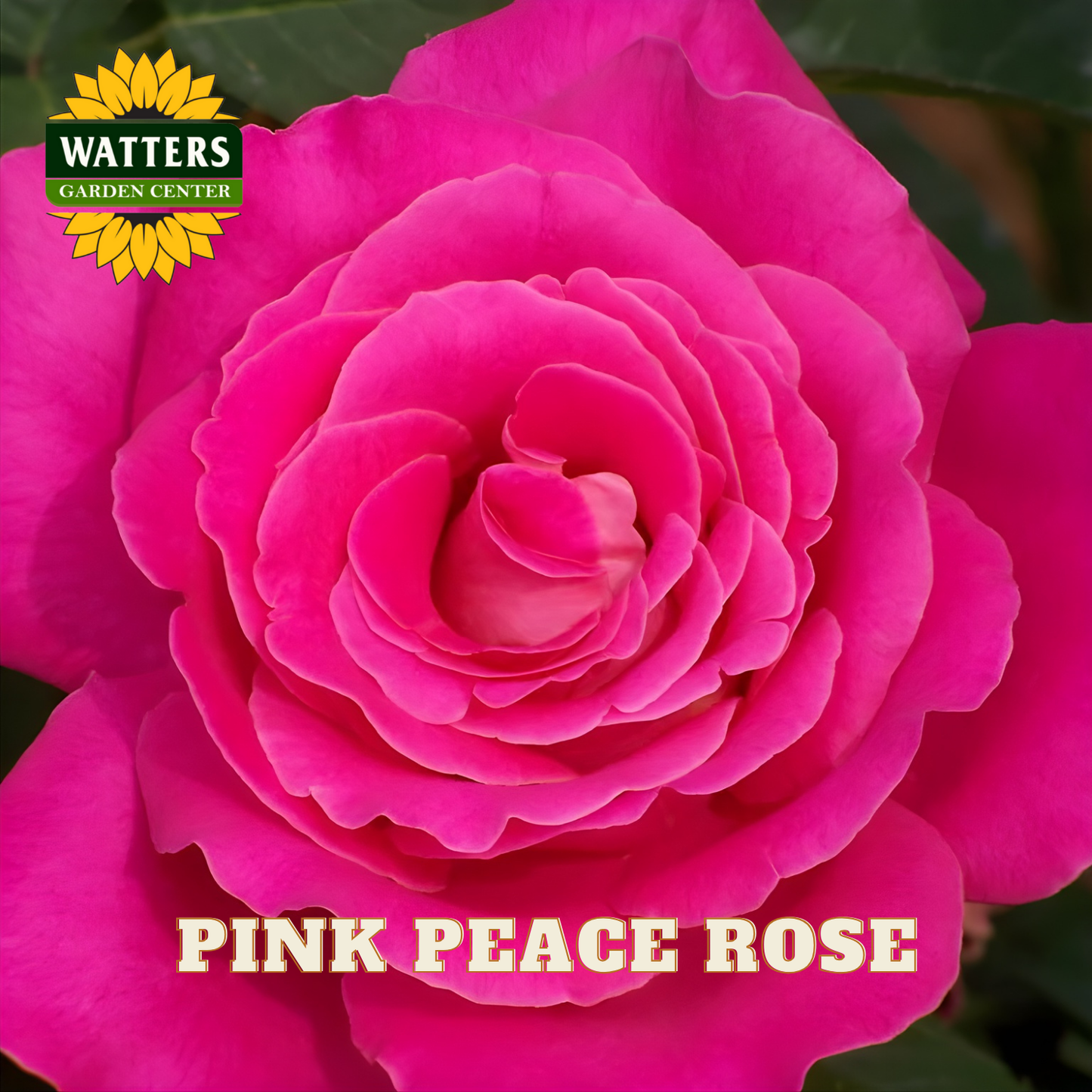 Close-up of a pink peace rose with Watters Garden Center logo.