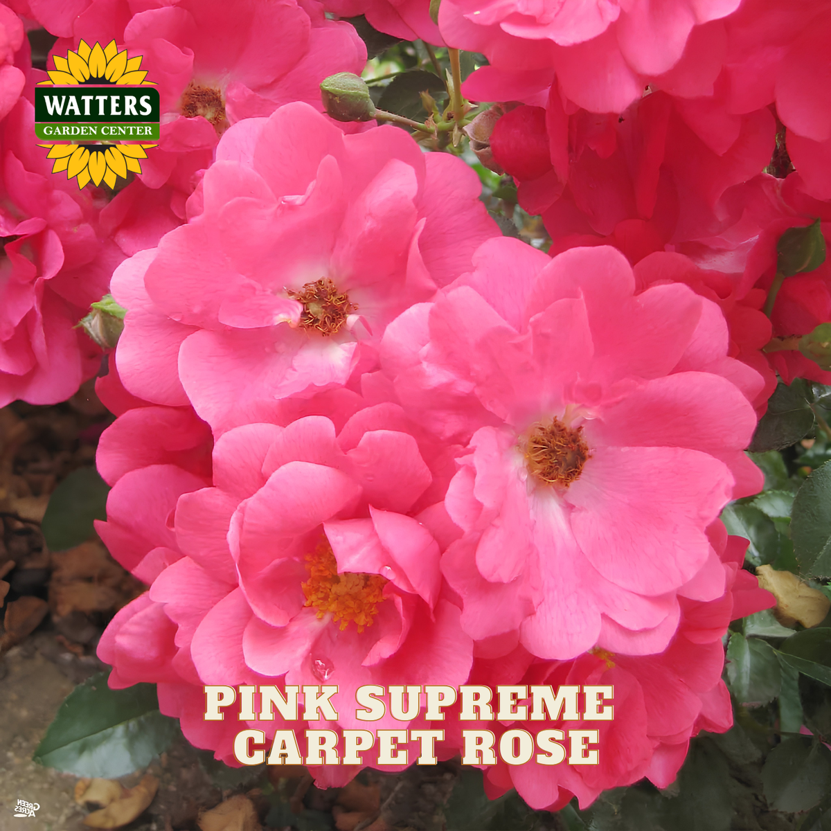 Close-up of bright pink carpet rose flowers with green leaves and the Watters Garden Center logo and text overlay reading 'Pink Supreme Carpet Rose'.