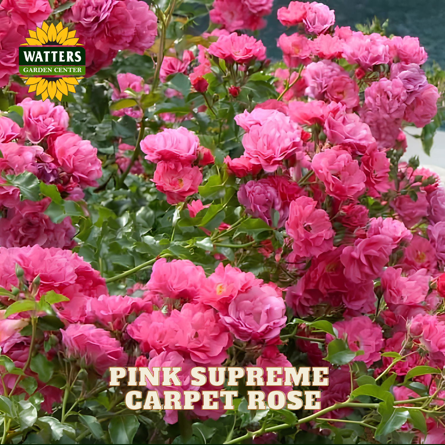 A dense flowering carpet rose bush covered in bright pink blossoms with green leaves. A Watters Gardens Center logo appears in the top left, and the text 'PINK SUPREME CARPET ROSE' is overlaid at the bottom.