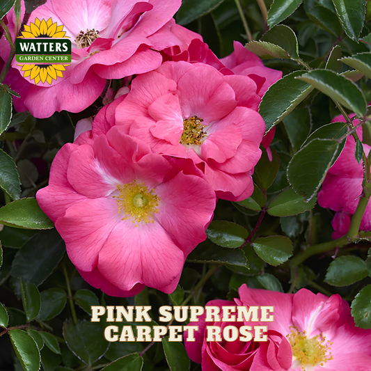 Close-up of bright pink carpet rose flowers with green leaves, featuring the Watters Garden Center logo and the text 'PINK SUPREME CARPET ROSE' on a garden-style background.
