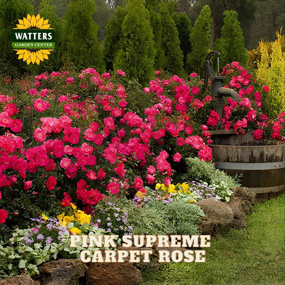 A lush garden bed filled with dense pink carpet roses, with green shrubs and trees in the background. A wooden barrel planter and a vintage-style metal spigot are visible on the right.