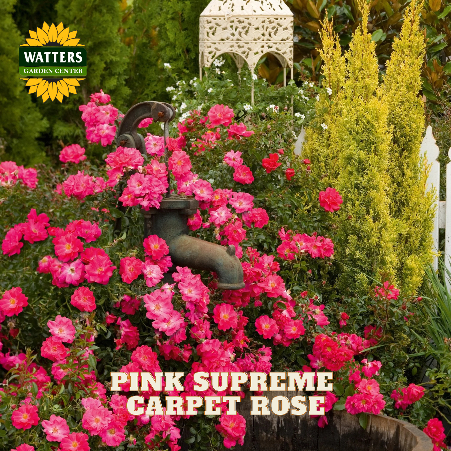 Pink Supreme Carpet Rose flowers in full bloom, cascading over a dark metal garden spout in a lush garden setting. The Watters Garden Center logo is in the top-left corner, and the text 'PINK SUPREME CARPET ROSE' is at the bottom.