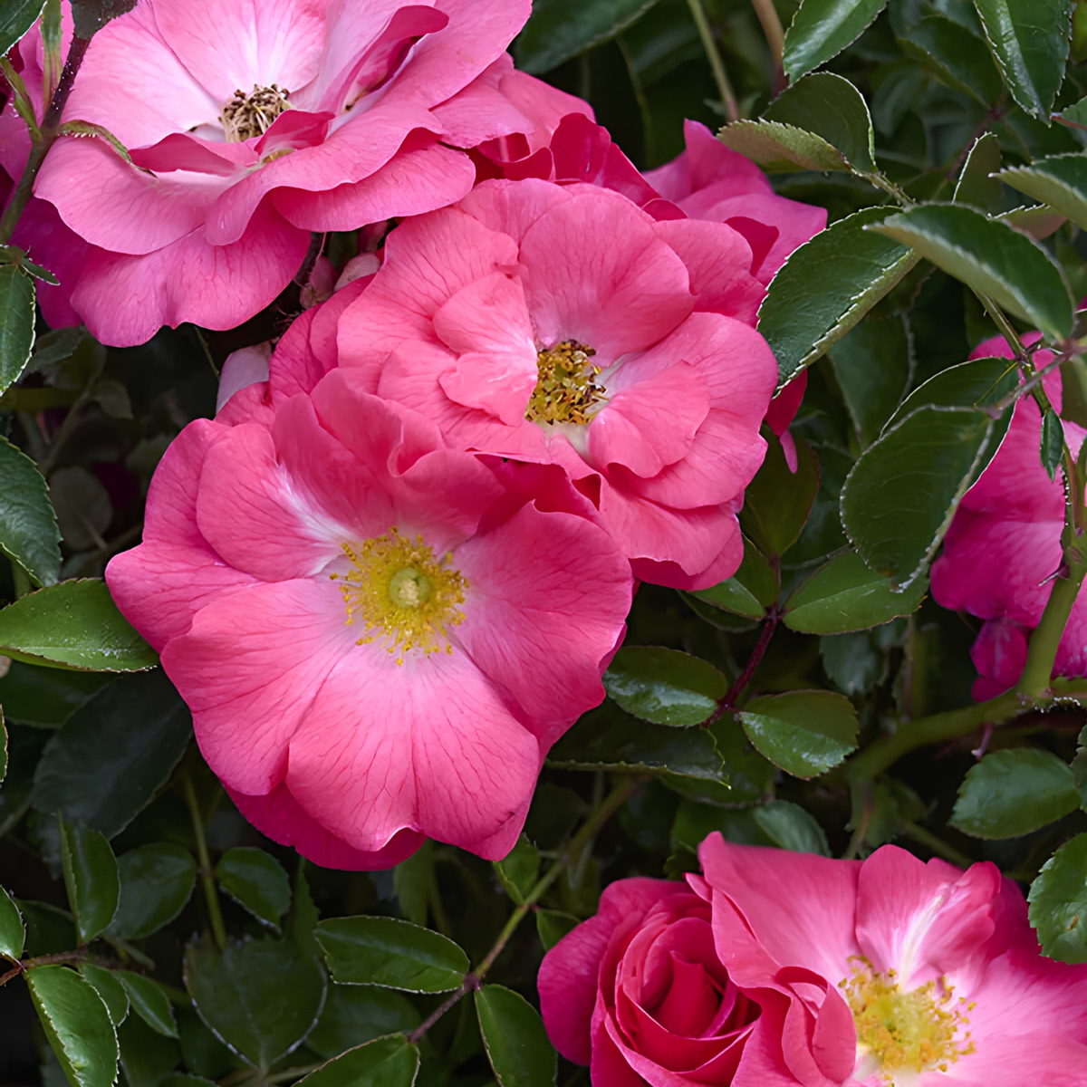 Close-up of pink rose blossoms with green leaves, showing the yellow centers of the flowers.