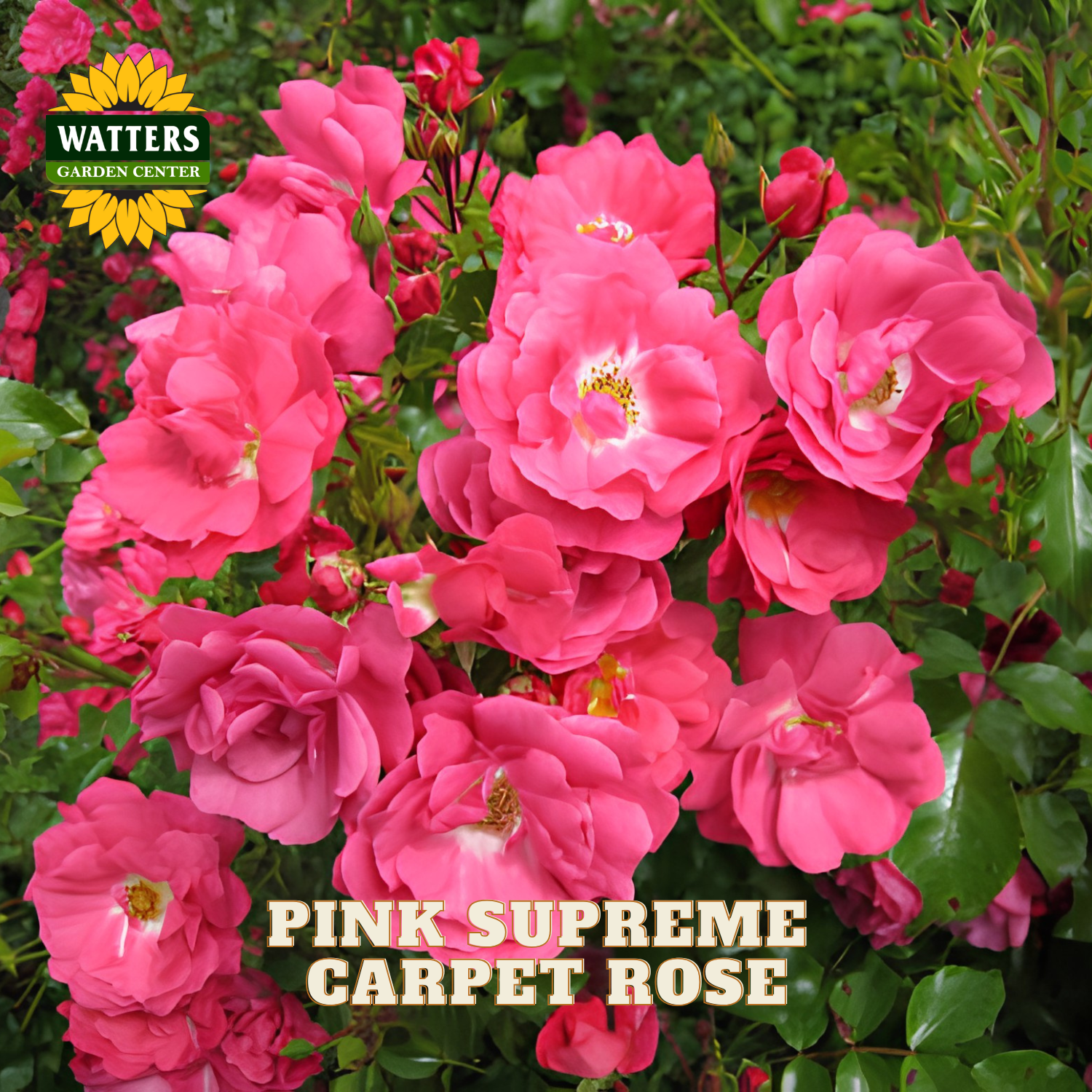 A close-up of a flowering rose bush with many bright pink petals and green leaves. The Watters Garden Center logo appears in the top left, and the text 'PINK SUPREME CARPET ROSE' appears at the bottom.
