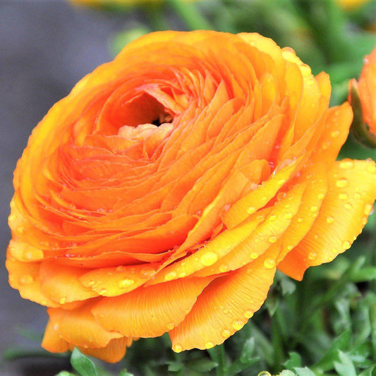 Ranunculus - Tecolote Gold