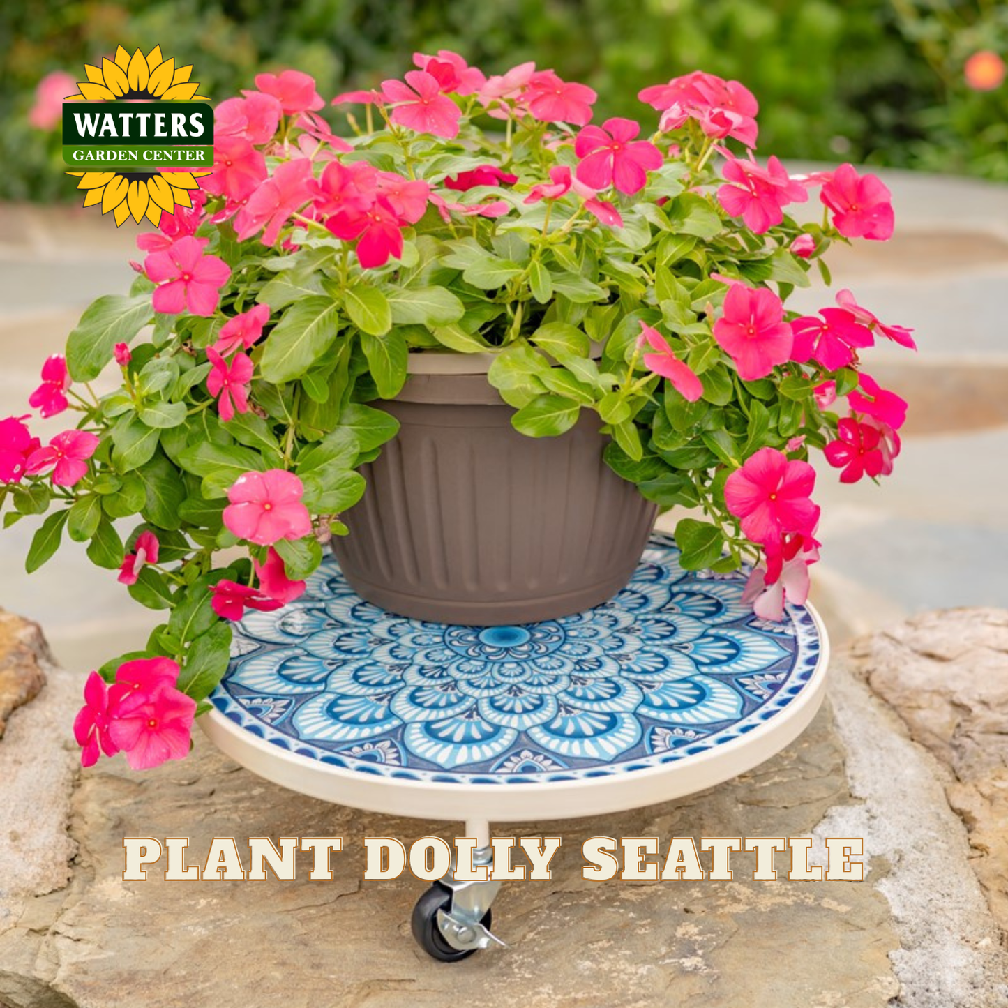 A potted flowering plant sits on a round blue-and-white patterned wheel platform labeled 'PLANT DOLLY SEATTLE,' with a Watters Gardens Center logo in the upper left. The scene is outdoors on stone with blurred greenery in the background.