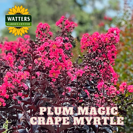 PLUM MAGIC CRAPE MYRTLE 2gal