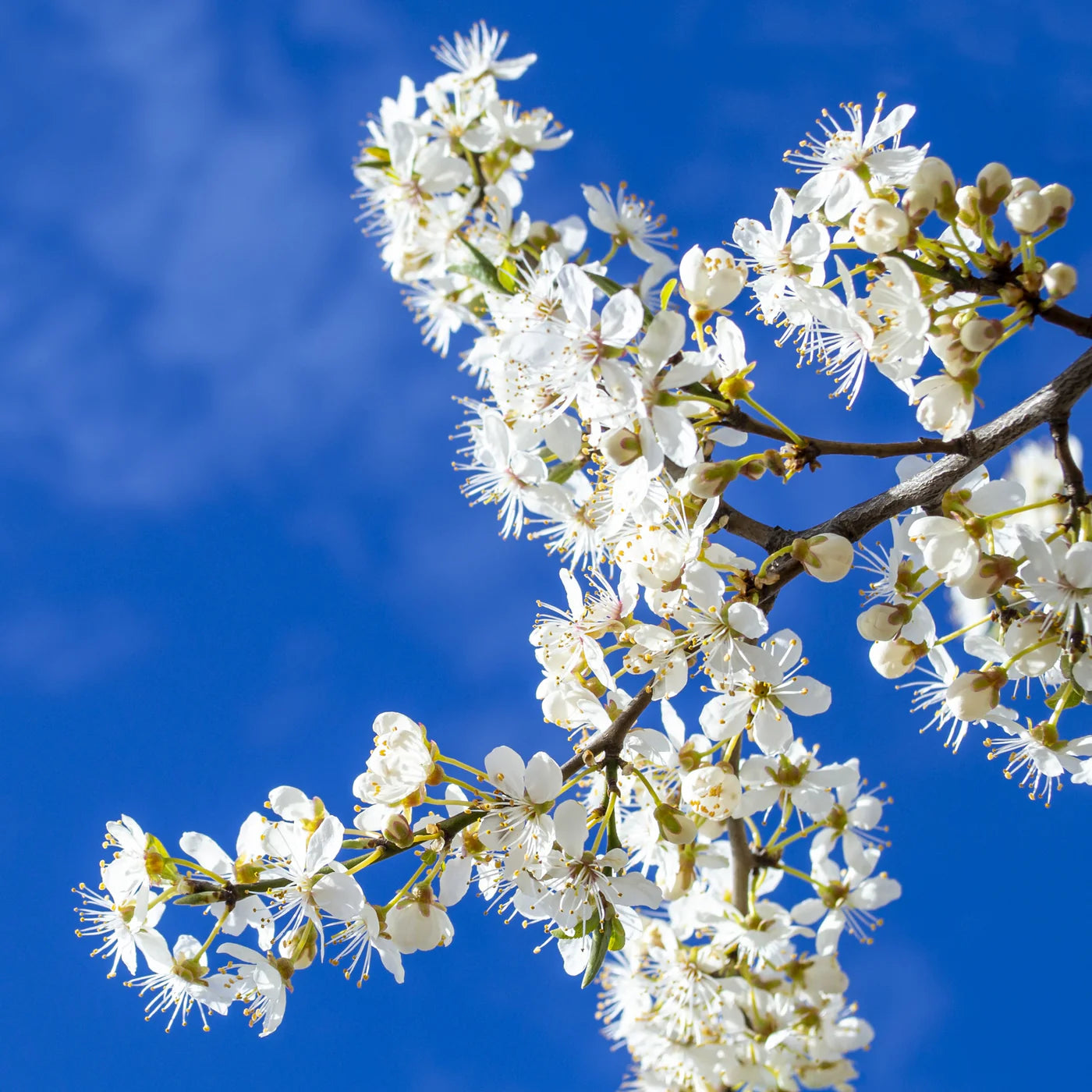 STANLEY PLUM TREE 7gal