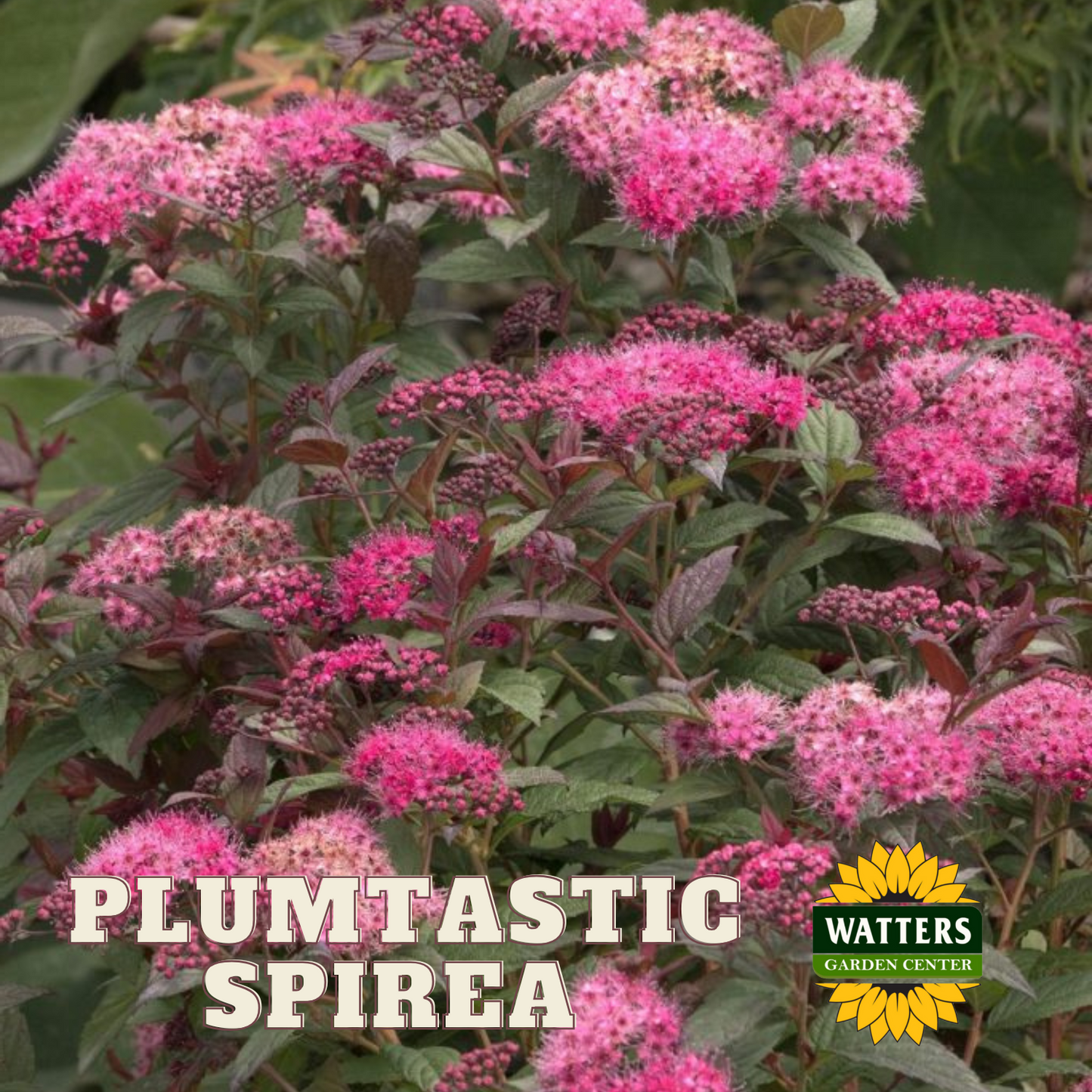 PLUMTASTIC SPIREA 2gal