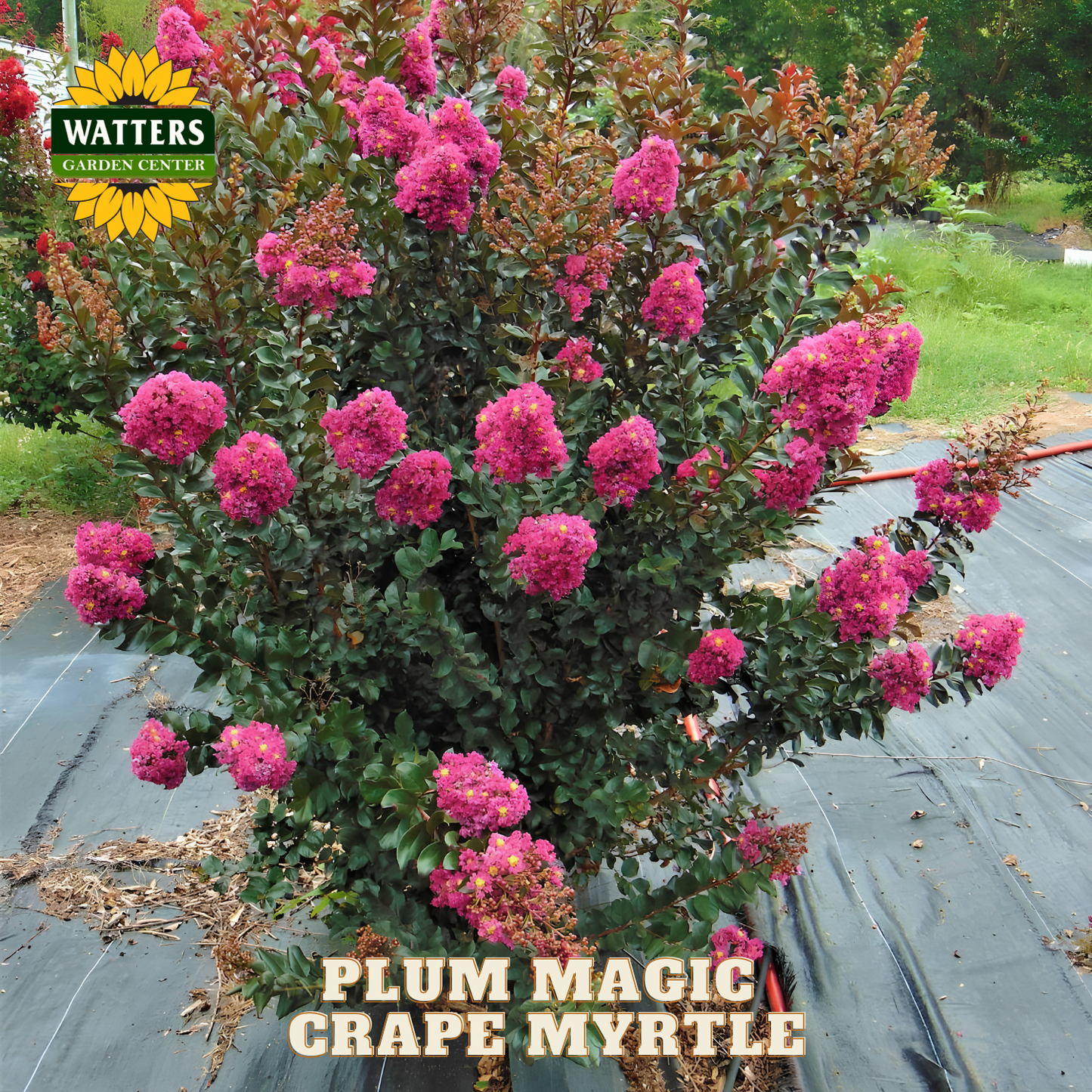 Plum Magic Grape Myrtle plant with pink flowers on a garden center background