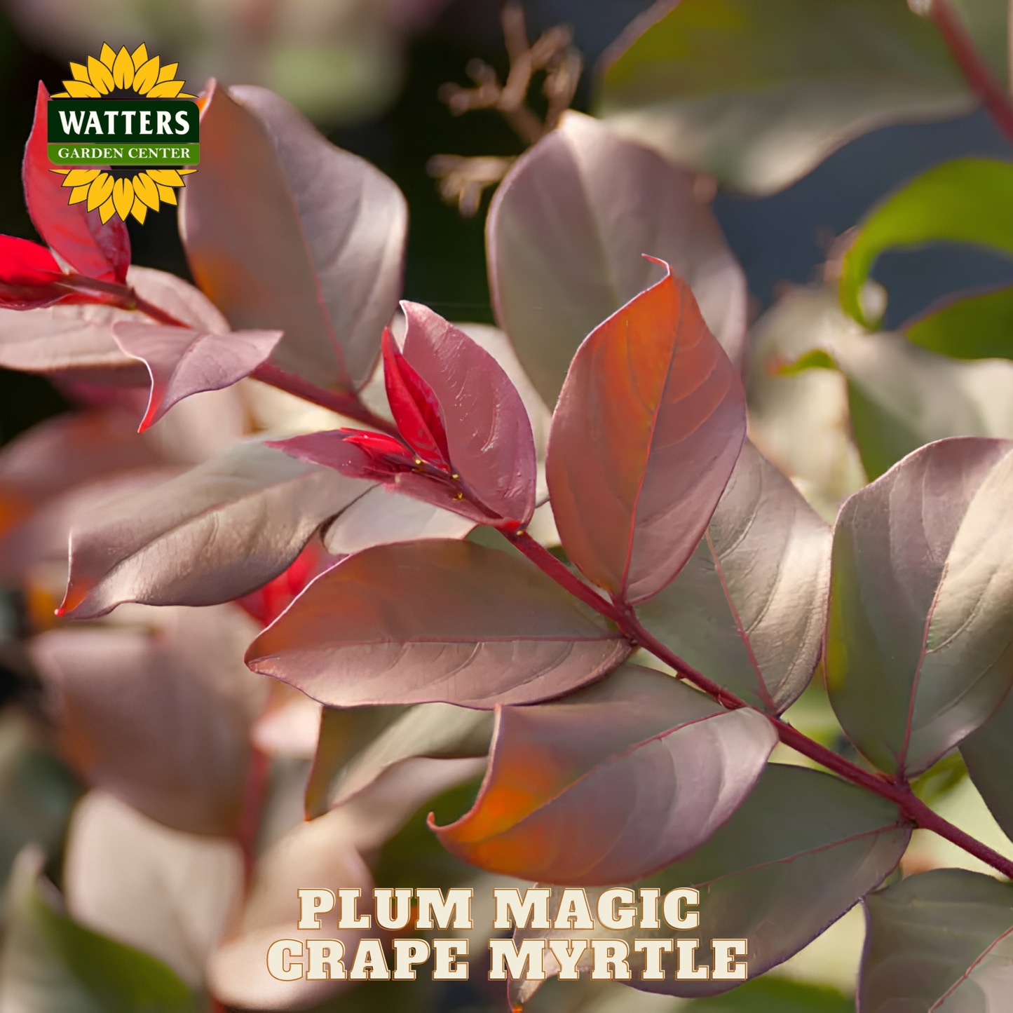 Plum Magic Grape Myrtle with Watters Garden Center logo