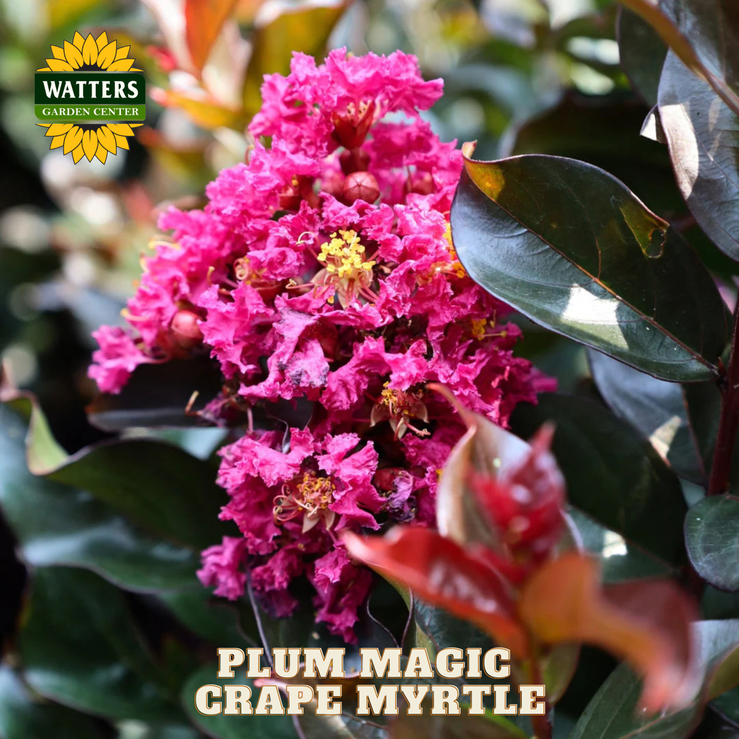 Plum Magic Crape Myrtle with Watters Garden Center branding