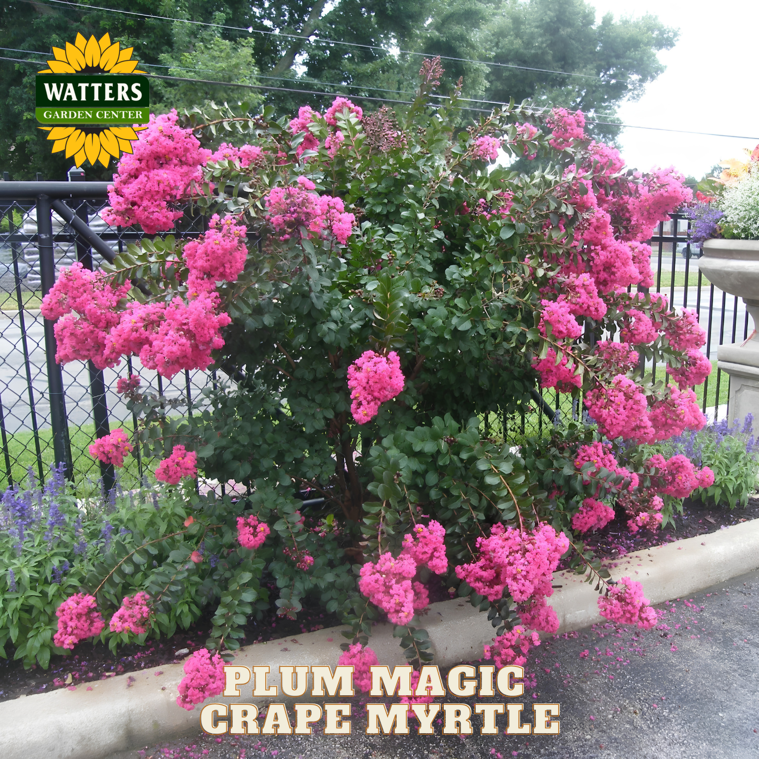 Plum Magic Grape Myrtle plant with pink flowers in a garden setting, featuring Watters Garden Center branding.