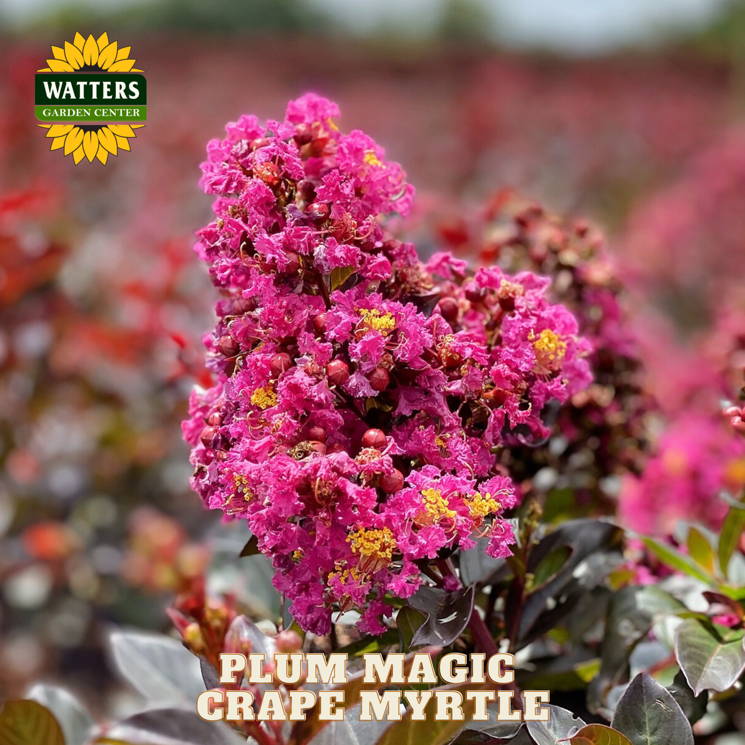 Plum Magic Grape Myrtle with Watters Garden Center logo
