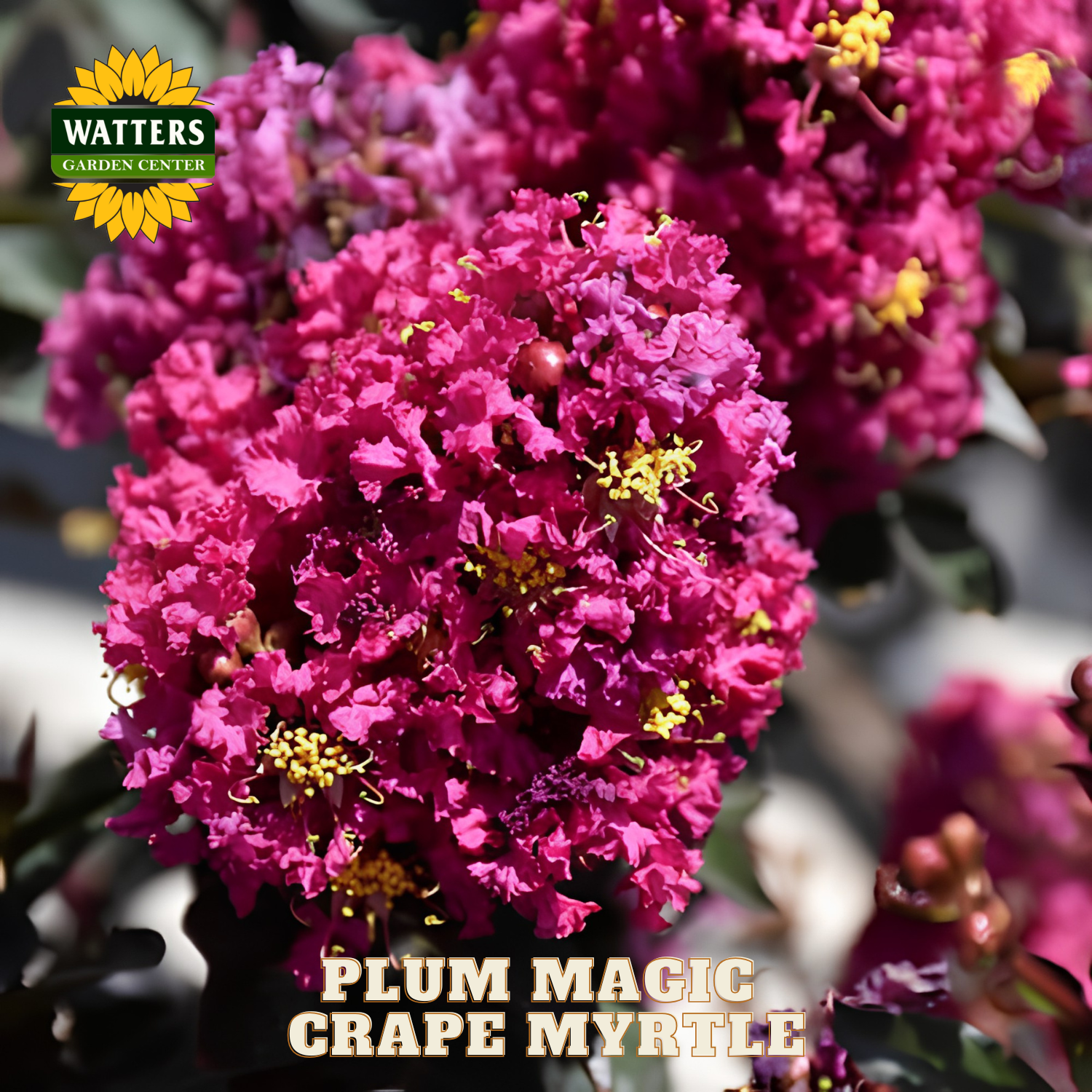 Close-up of plum magic grape myrtle flowers with Watters Garden Center branding.