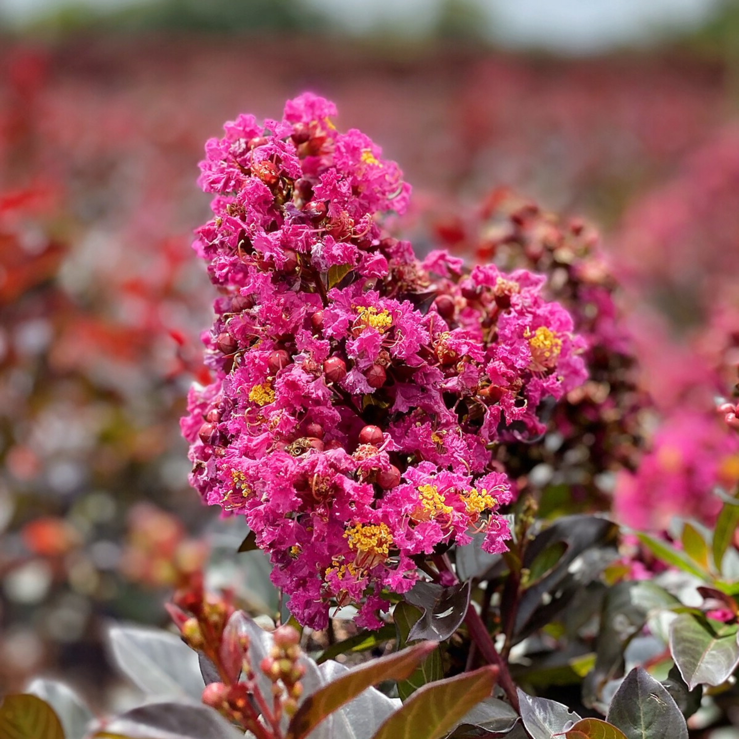 Close-up of a vibrant pink flower with a blurred background