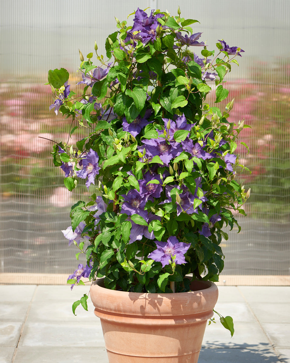 BOULVARD SACHA CLEMATIS 2gal