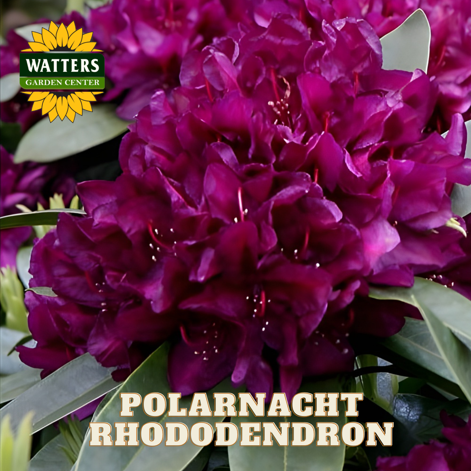 Close-up of dark purple rhododendron flowers with Watters Garden Center logo.