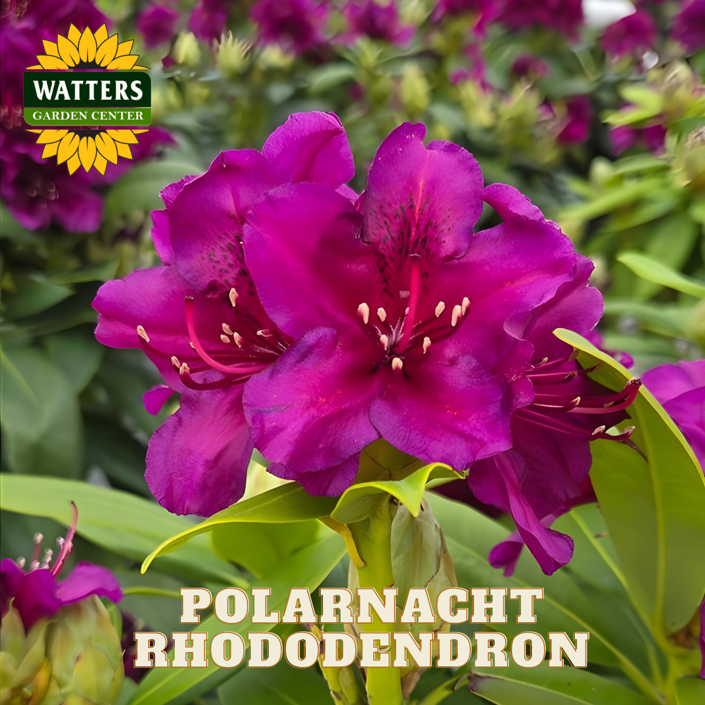 Purple rhododendron flowers with Watters Garden Center logo and 'PolarNacht Rhododendron' text.