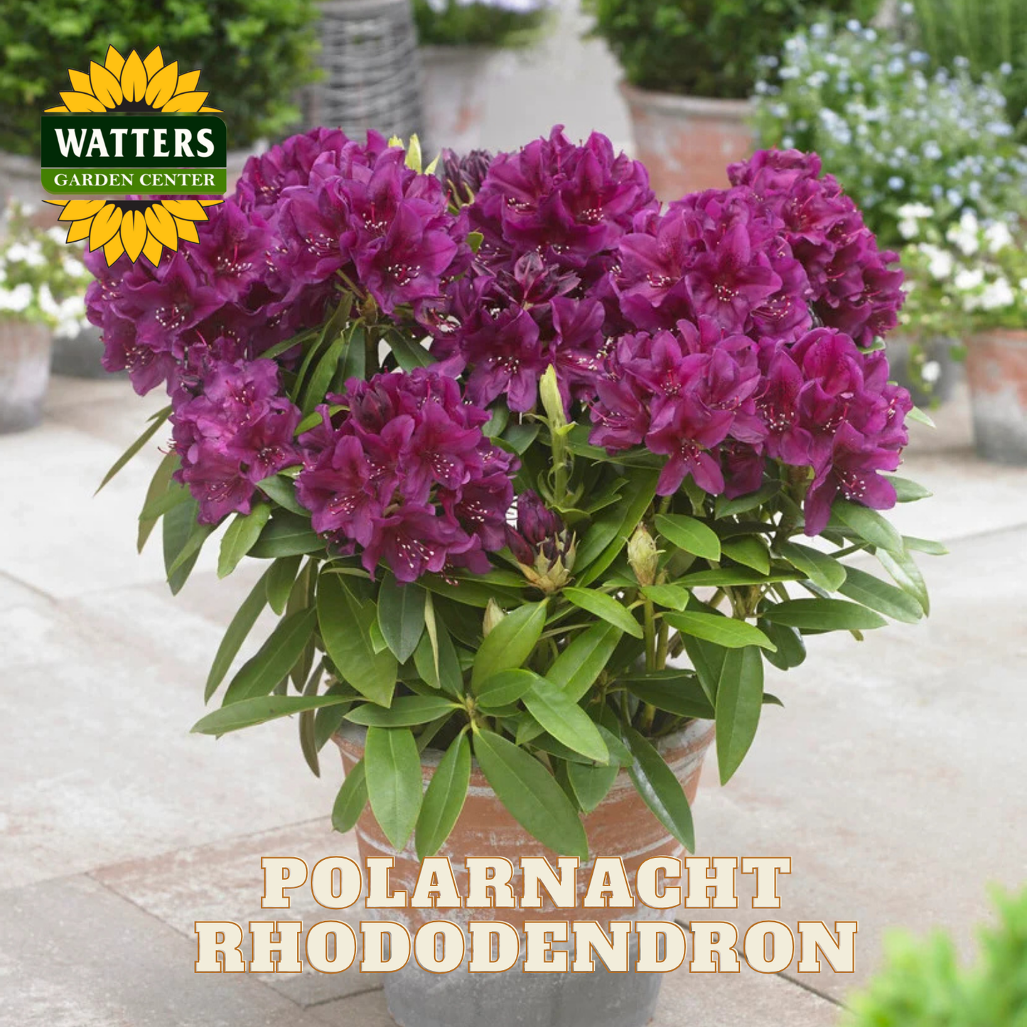 Potted Polarnacht Rhododendron plant with Watters Garden Center branding.